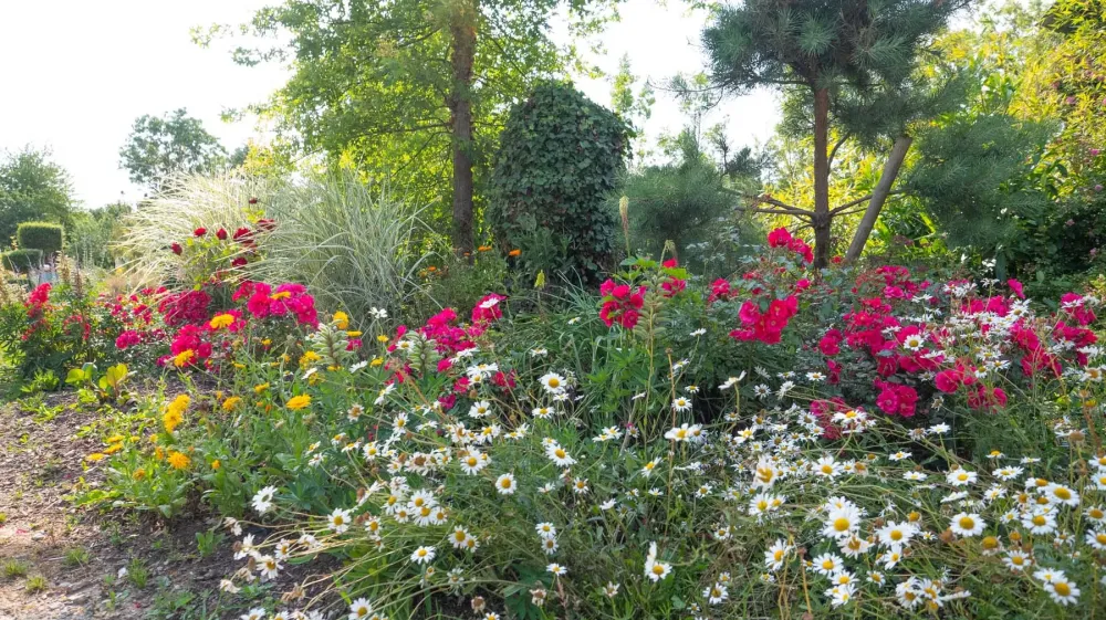 plante (1)