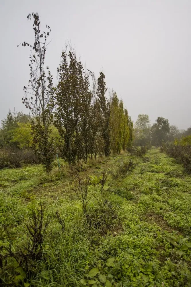 arbres (12)