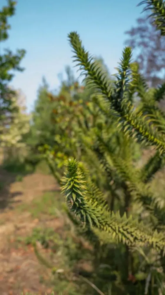 arbres (1)