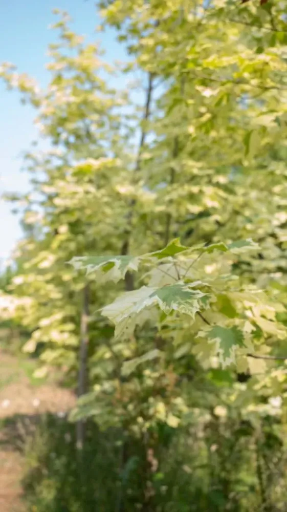 arbres (3)