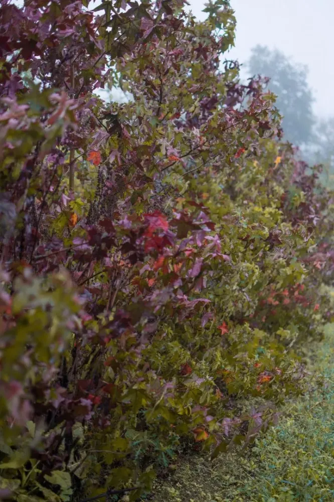 arbres (7)