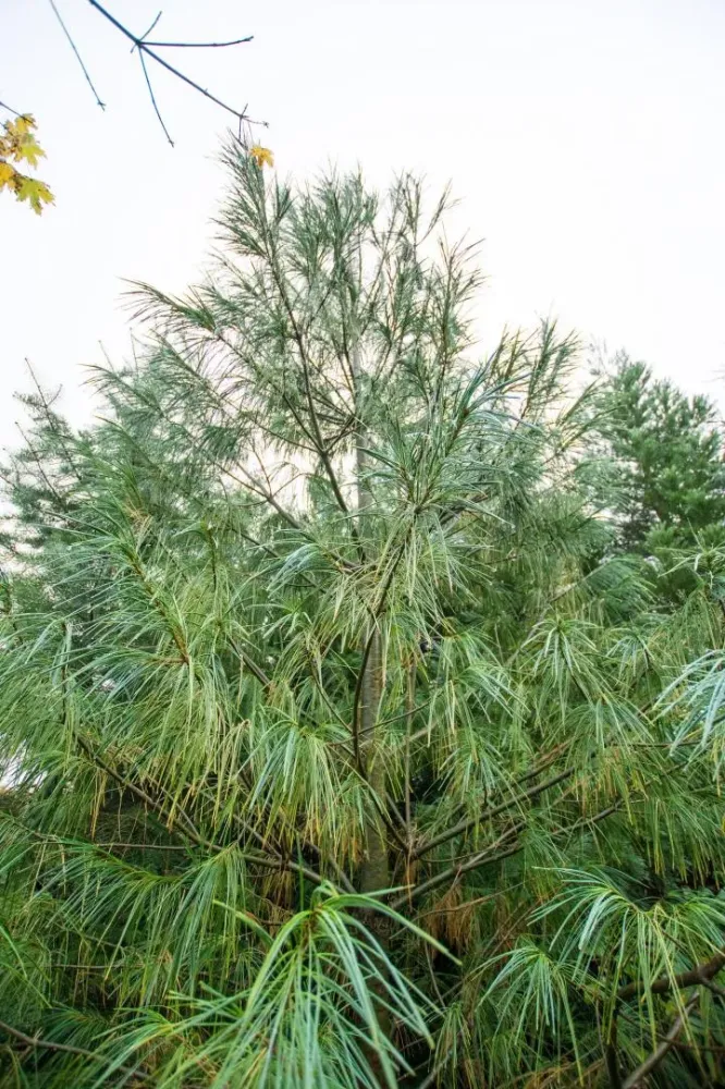 arbres (10)