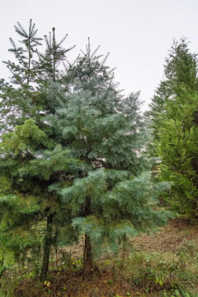 arbres (11)