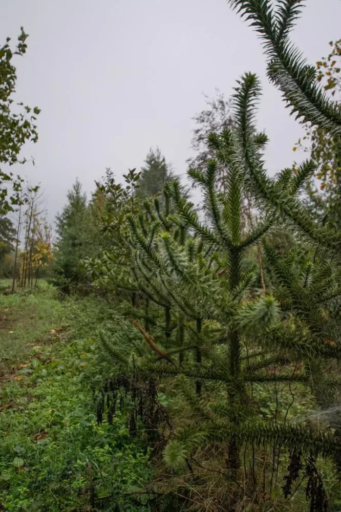 arbres (13)