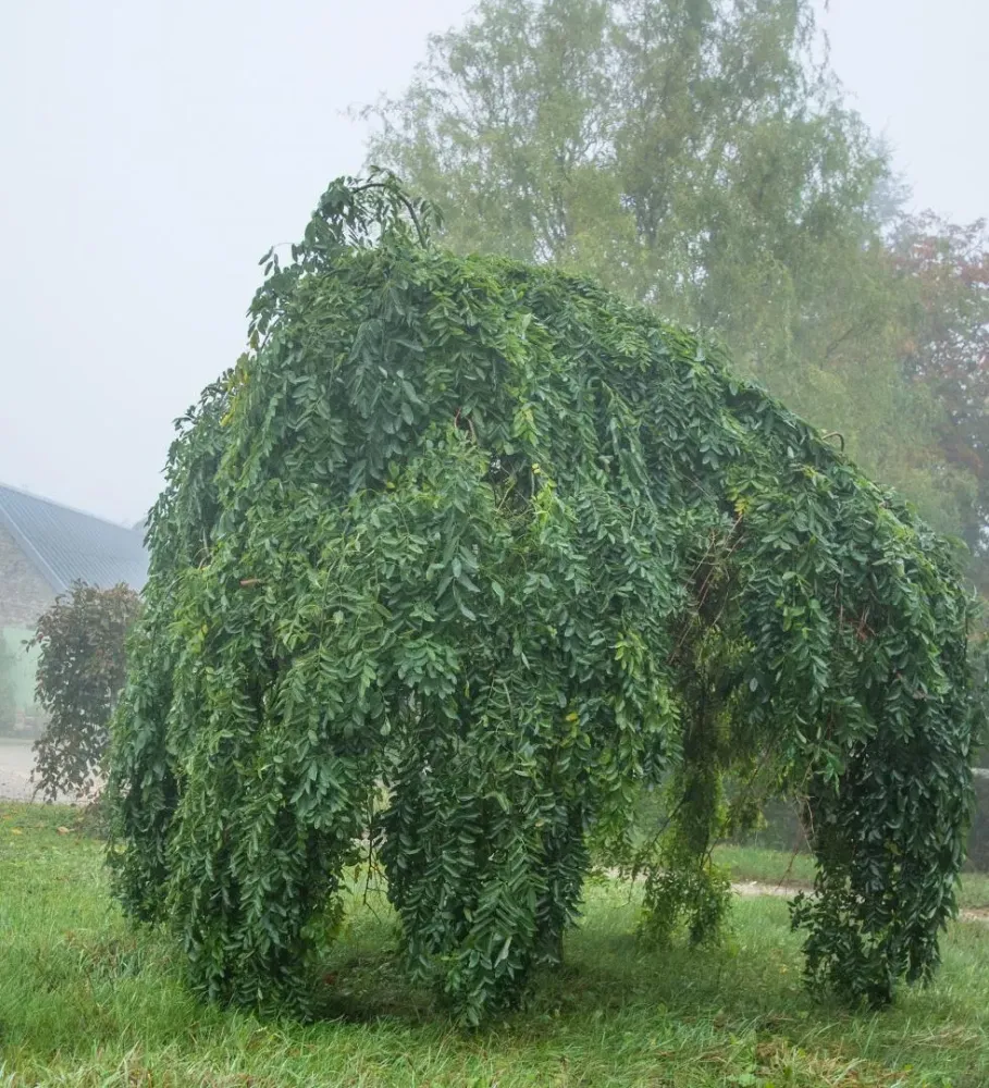 arbres (14)
