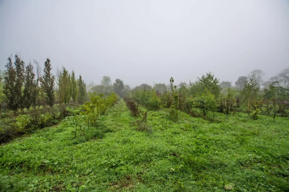 arbres (17)