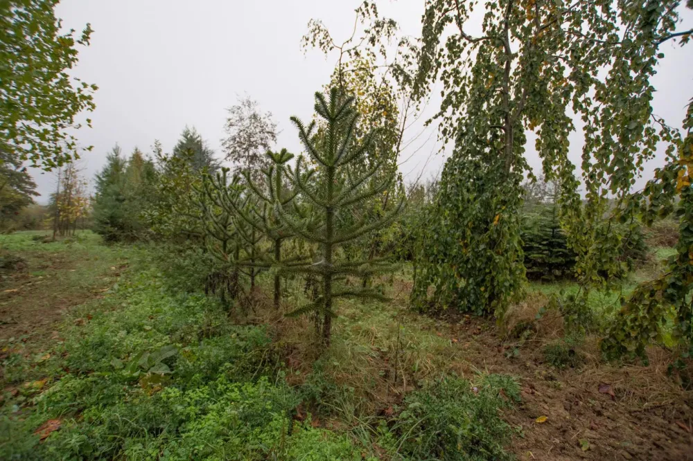arbres (22)