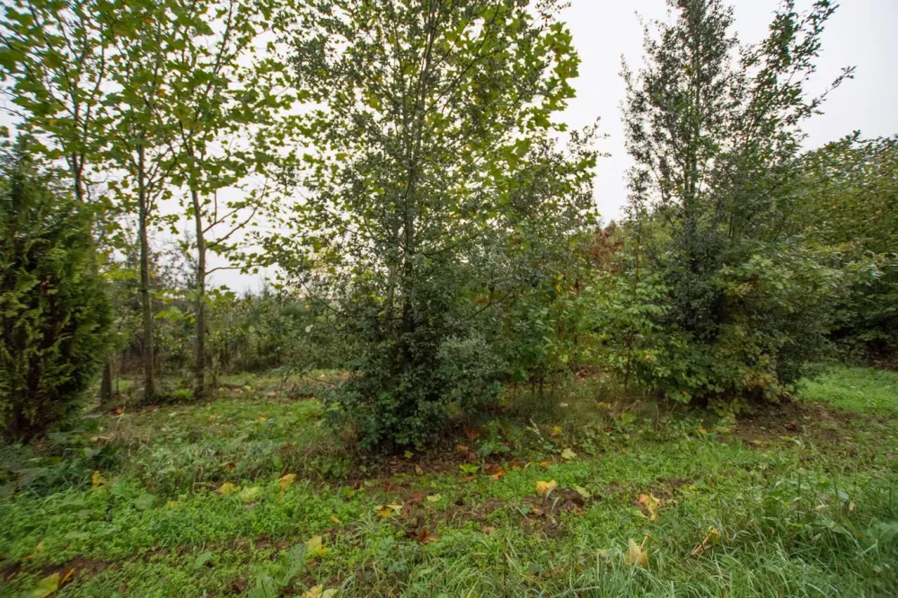 arbres (23)
