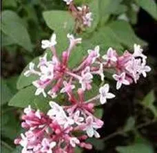 fleurs (2)