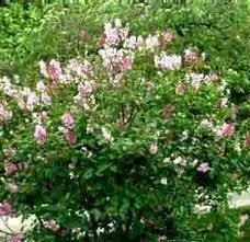 fleurs (1)